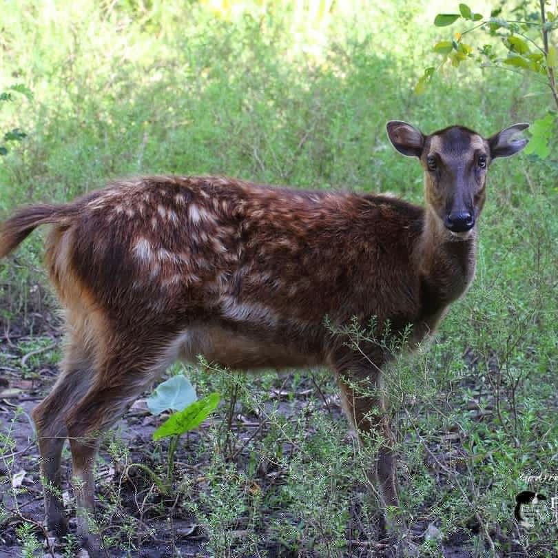 PhBiodiversity's tweet photo. Deer Friday!
Visayan spotted deer (Rusa alfredi) found in forests of Negros and Panay in the West Visayas region. 
Calamian Deer (Axis calamianensis) is a diurnal species found in grassland and open forest of the Municipality of Busuanga.

📸 Godfrey Jakosalem and PhilBio https://t.co/JgVtSju6BU