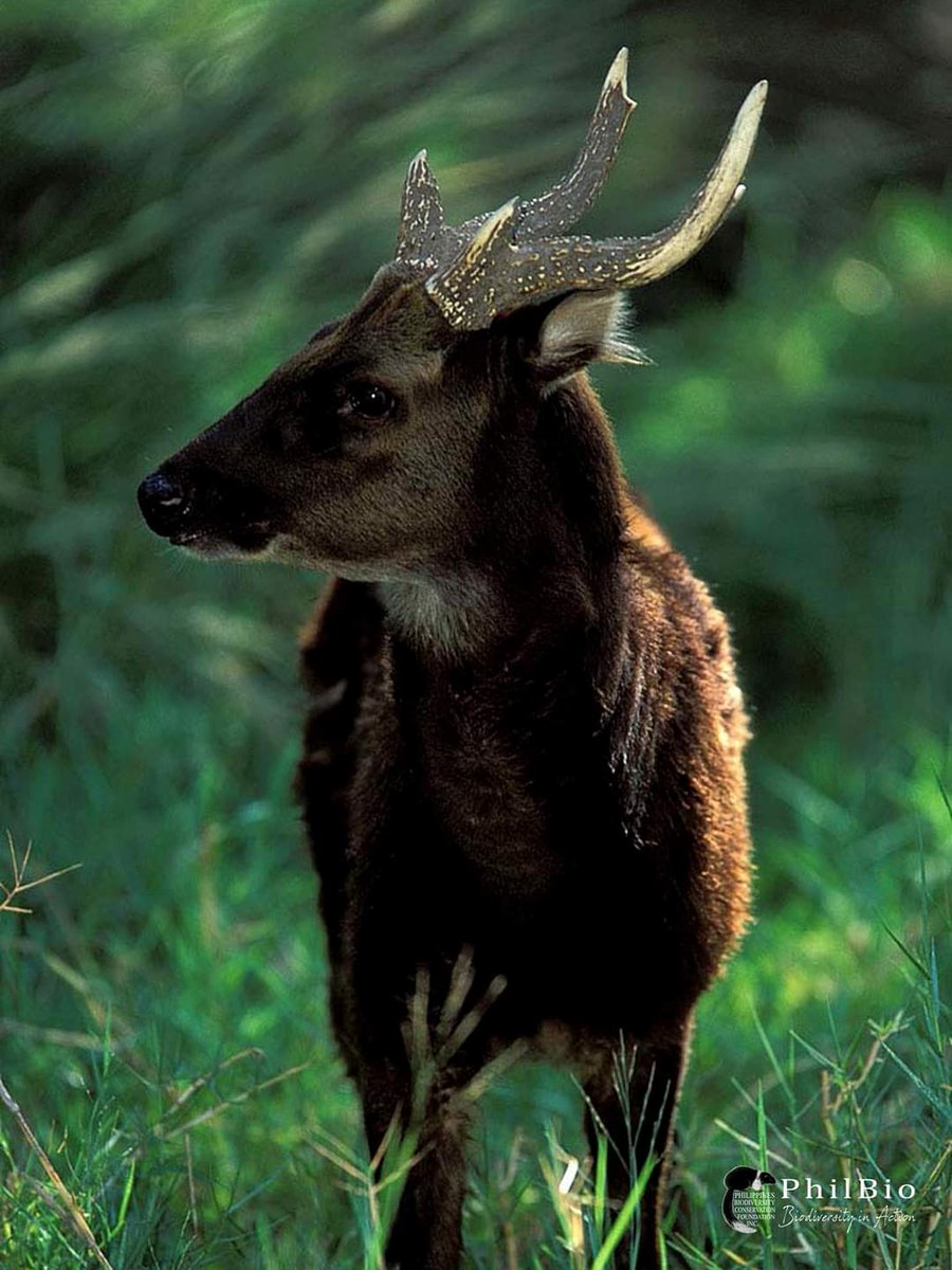 PhBiodiversity's tweet photo. Deer Friday!
Visayan spotted deer (Rusa alfredi) found in forests of Negros and Panay in the West Visayas region. 
Calamian Deer (Axis calamianensis) is a diurnal species found in grassland and open forest of the Municipality of Busuanga.

📸 Godfrey Jakosalem and PhilBio https://t.co/JgVtSju6BU