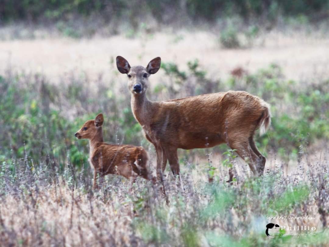PhBiodiversity's tweet photo. Deer Friday!
Visayan spotted deer (Rusa alfredi) found in forests of Negros and Panay in the West Visayas region. 
Calamian Deer (Axis calamianensis) is a diurnal species found in grassland and open forest of the Municipality of Busuanga.

📸 Godfrey Jakosalem and PhilBio https://t.co/JgVtSju6BU