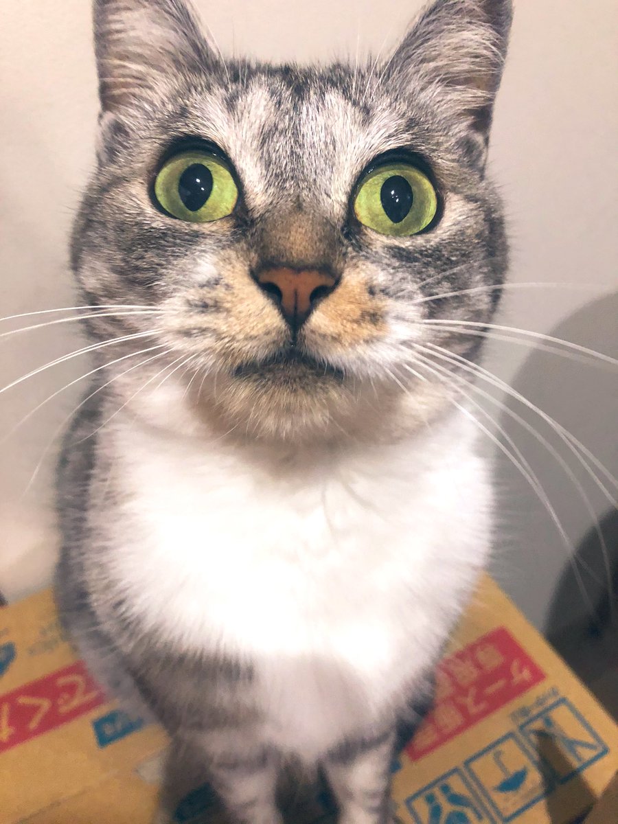 ココニャ 猫写真集 発売中 On Twitter 今回の台風まだなめてる人がいますね アメリカなら全住民を違う場所に移動させるレベルよ コンクリートの建物がひしゃげちゃうレベル 危険を感じたら浴槽に逃げてね 車ごと飛ばされるから車での避難はダメ などと