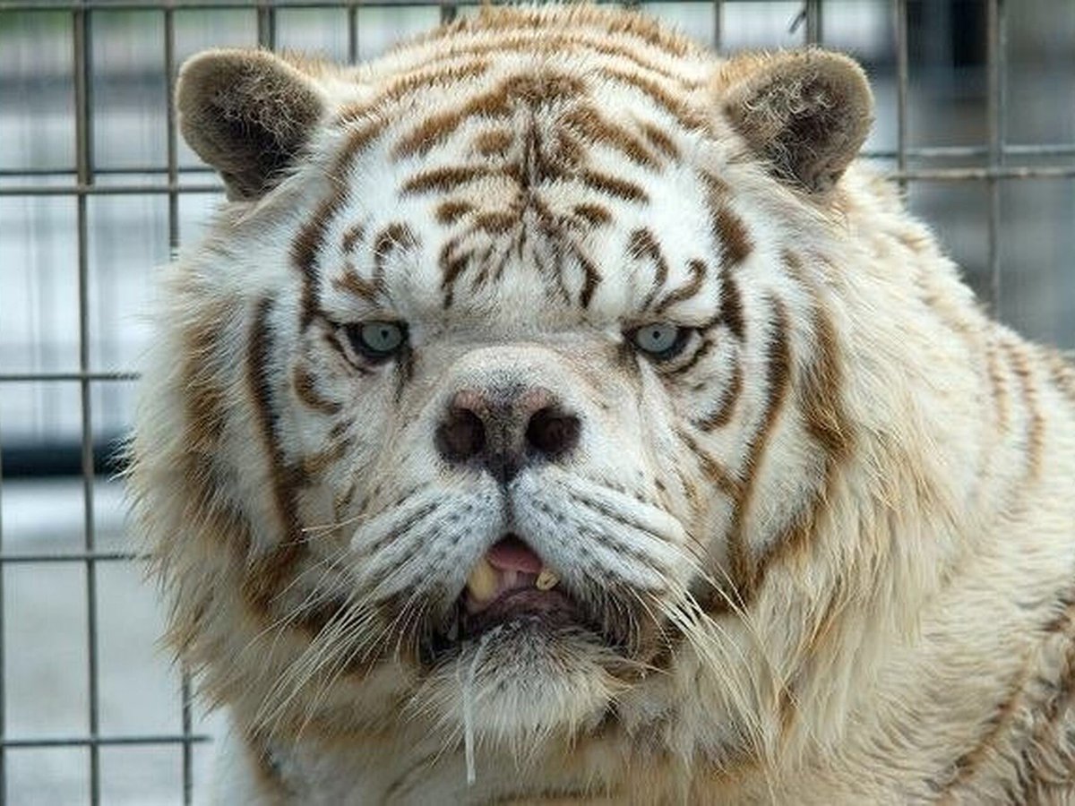 TeoAmbrogi's tweet photo. Santi Maratea es igual a Kenny el tigre down. https://t.co/1gU9dOsjHK