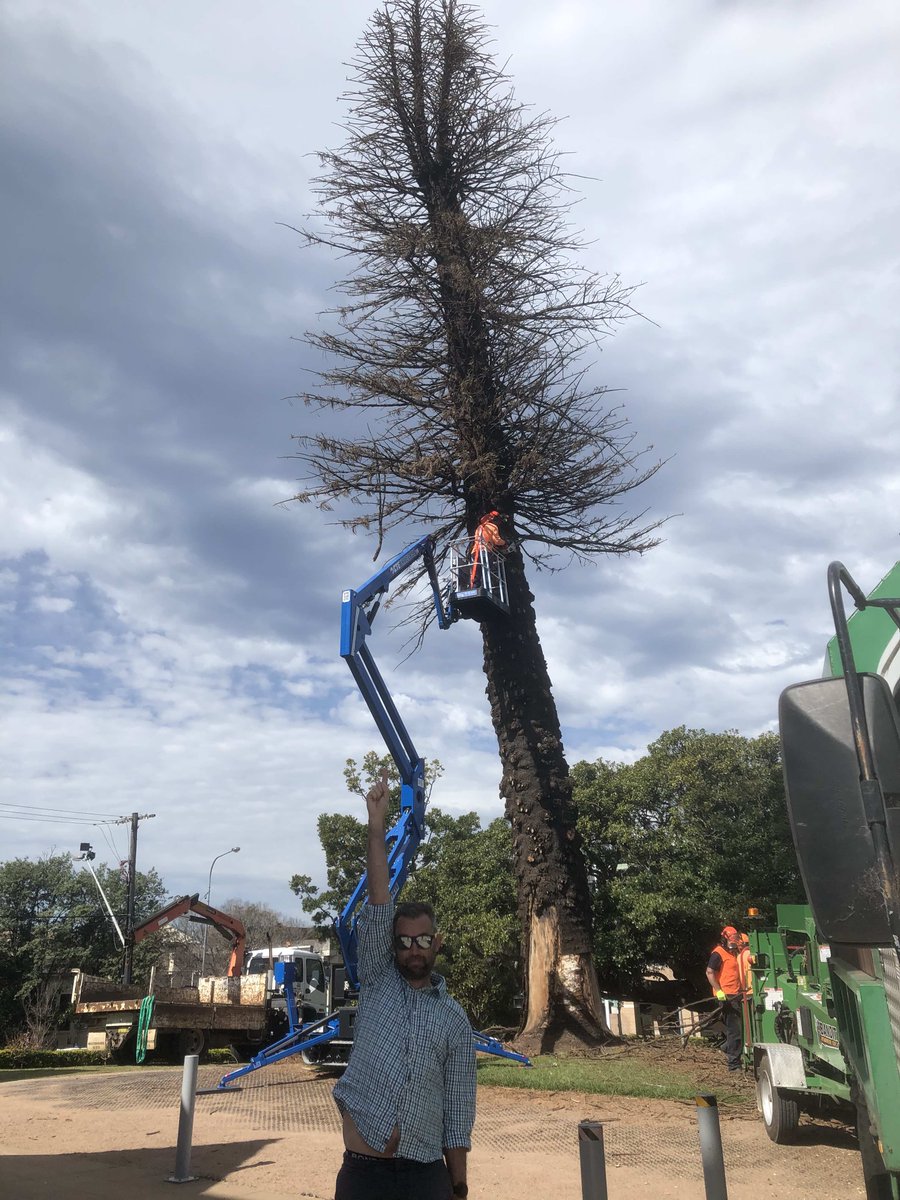 Yesterday, the workers started taking down our beloved 100+ years old Cook Island Pine  @GongCathedral.