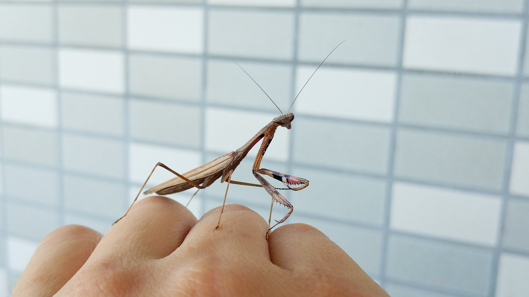 ヨロズナ 萬名 游鯏 玄関開けたら小さめのコカマキリいた かわええ 手乗り昆虫 手乗り虫 コカマキリ 小蟷螂 小螳螂 小鎌切 Statiliamaculata カマキリ 螳螂 蟷螂 鎌切 Mantis Mantodea 昆虫 虫 蟲 Insect Bug T Co