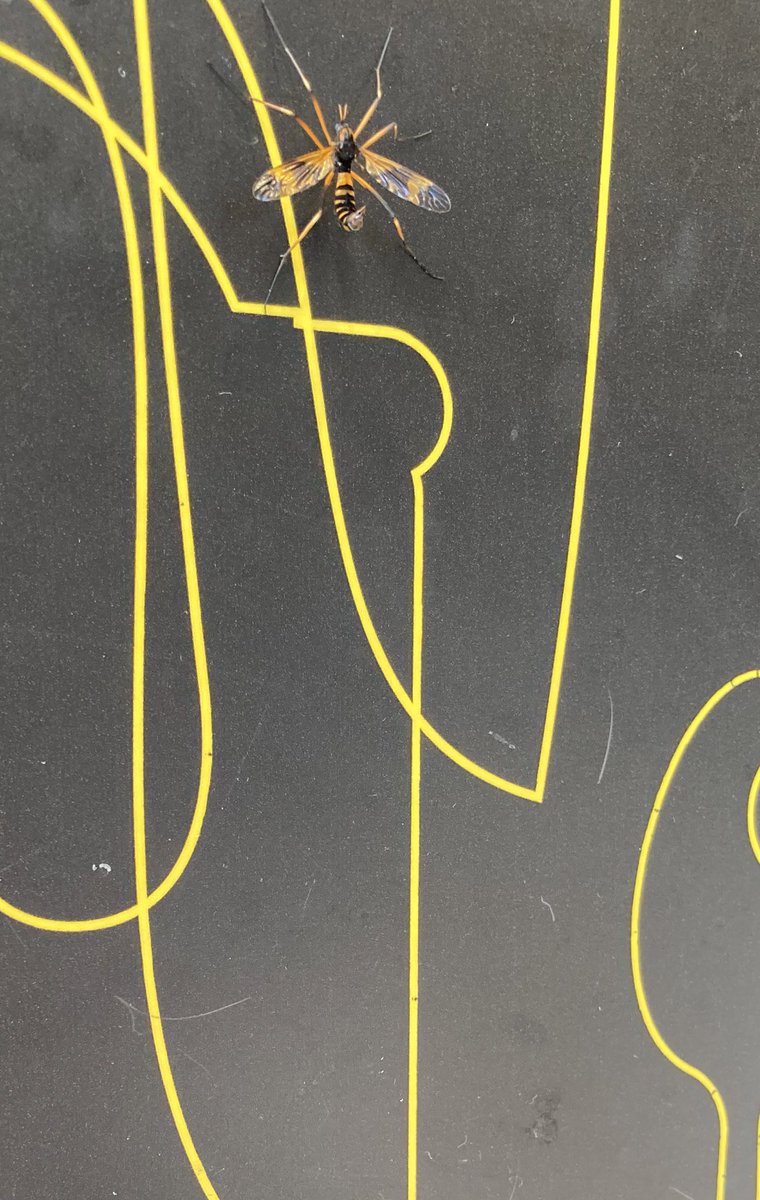 いかにも刺してきそうなやつが目の前で休憩しはじめてこわい いかにも危険な色とフォ 青色イリコのイラスト