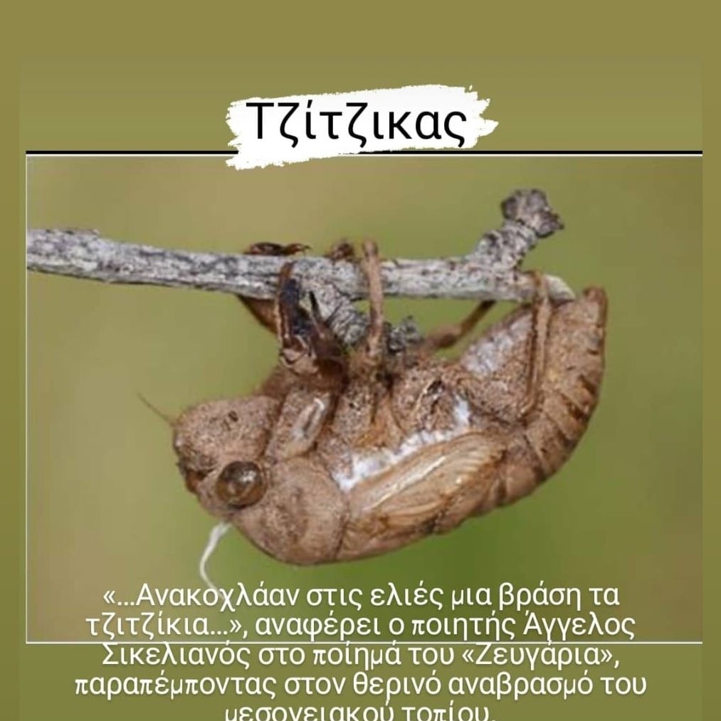 Τζίτζικας

«…Ανακοχλάαν στις ελιές μια βράση τα τζιτζίκια…», αναφέρει ο ποιητής Άγγελος Σικελιανός στο ποίημά του «Ζευγάρια», παραπέμποντας στον θερινό αναβρασμό του μεσογειακού τοπίου.

Για περισσότερες πληροφορίες επισκεφθείτε την ιστοσελίδα:
kykpee.org/cicada/