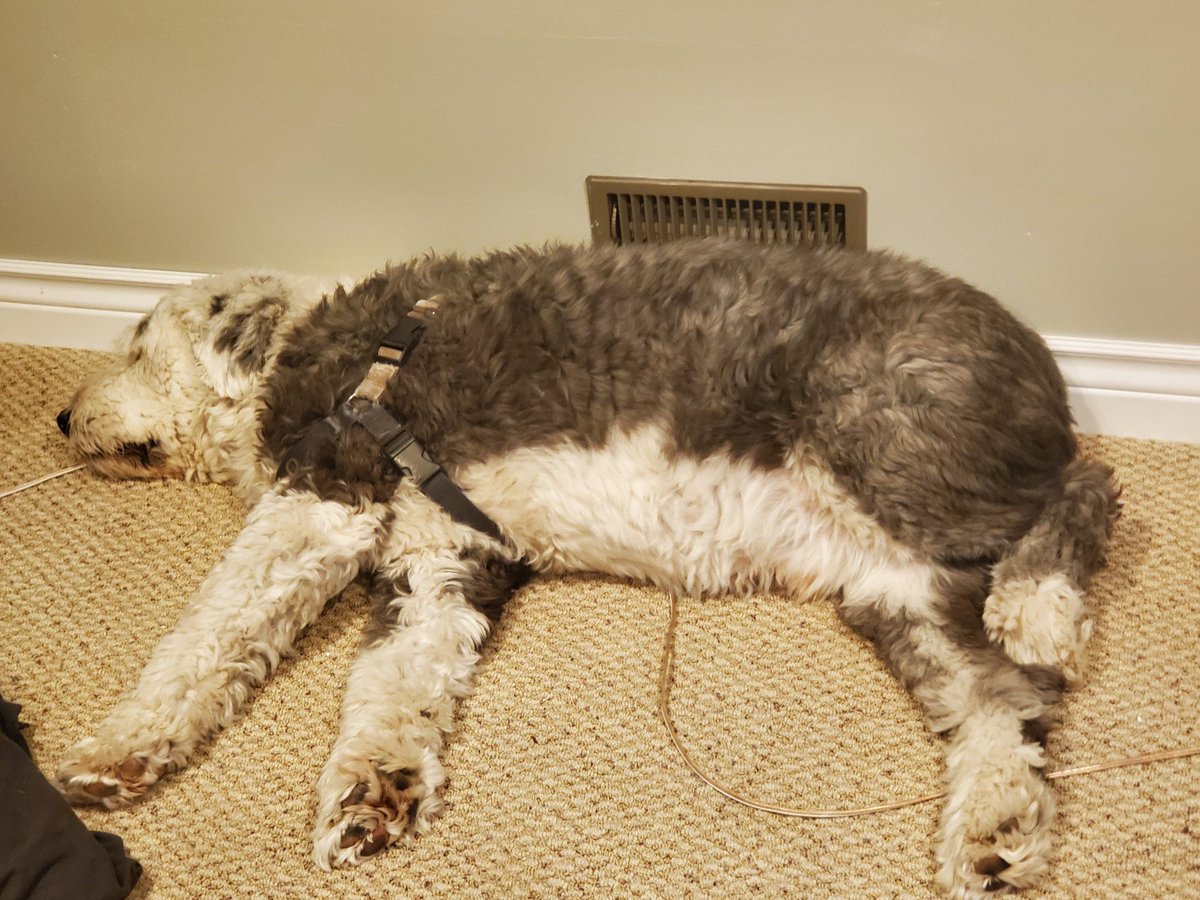 VGlaide's tweet image. Good night all you peoples n puppers out there! Is sleep times.