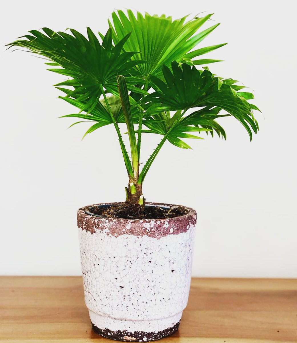 #plants #gardeninghome92 #HomeGardeningTips #follow4followback #followｍe #fbf

Subscribe channel Thanks
bit.ly/3lmQmGD