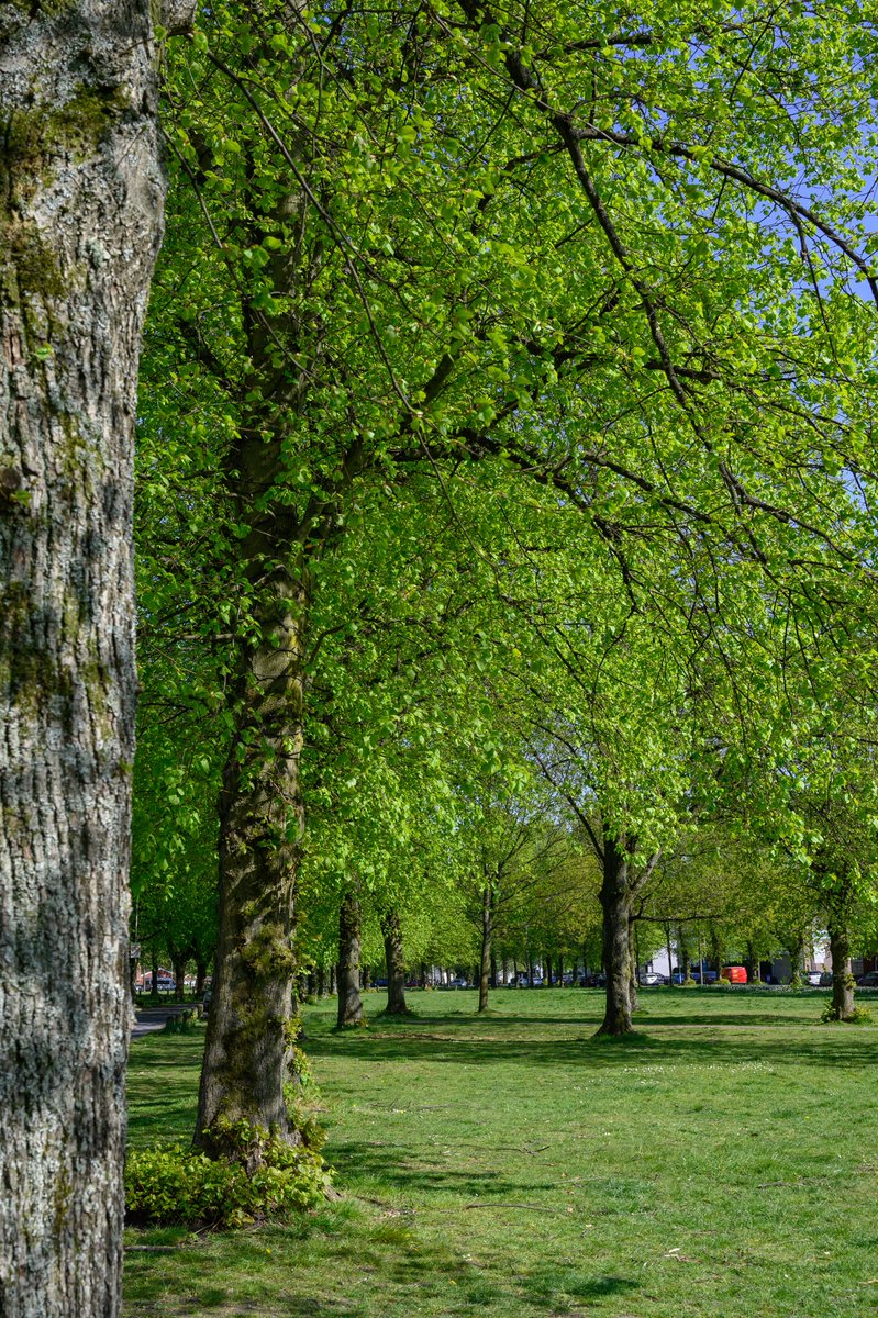 HarrisonPhair's tweet photo. That red van !
Roe Green #Worsley
#lime #limetrees #trees #tilia #roegreen #grass #avenue #salford #manchester #openspace #greenopenspace #greenlung
@SalfordTwinning
@SalfordVRangers
@NikonatGrays
@SalfordLeisure
@VisitSalford
@CityofTreesMcr
@SalfordWildlife
@WorsleyInfo https://t.co/t6tSo2pOSd