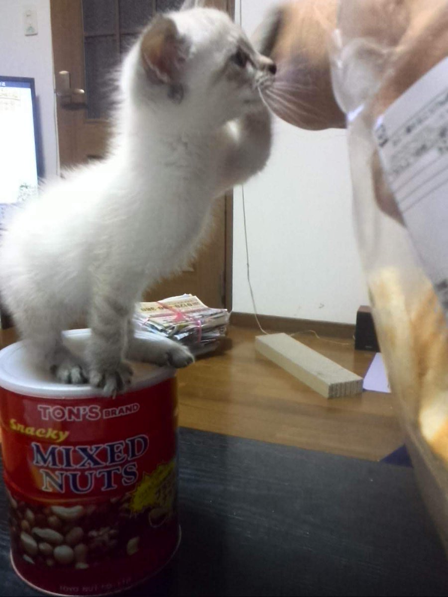 GAIN421's tweet photo. かわいいだけじゃないシャムトラの真実を知ってもらう為にこの度白猫詐欺被害者の会発足します👆🤣
白猫詐欺をまだ知らない人にもぜひ巧妙な詐欺師🐱の実態を知って欲しい‼️🤣証拠の詐欺写真も募集します🤭
#白猫詐欺被害者の会
#白猫詐欺
#シャムトラ
#猫好きさんと繋がりたい https://t.co/XG7sFn6agI