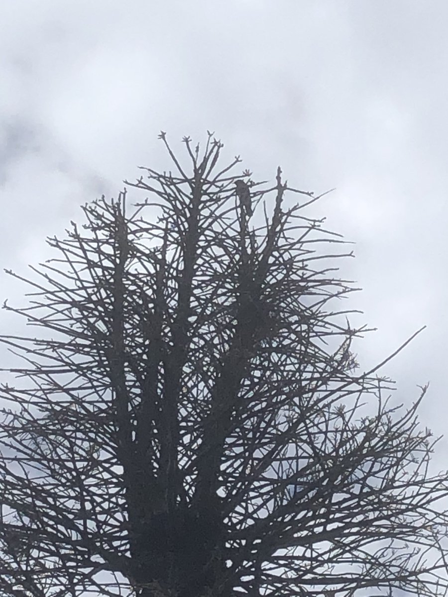 So you can imagine how sad we are to see our beloved Cook Island Pine succumb to its wounds and have to be removed for safety. I'm glad to say the tree surgeon reported the anxious raven's nest was empty, no eggs, no hatchlings remained.
