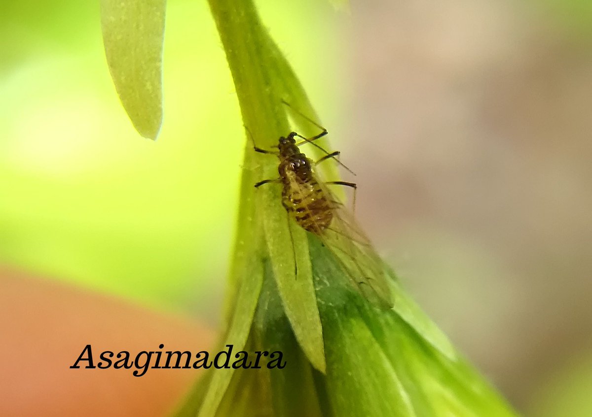 Daisuke Sasaki 1枚目はジャガイモヒゲナガアブラムシの有翅虫 2枚目はマメアブラムシ かマメクロアブラムシに見えます