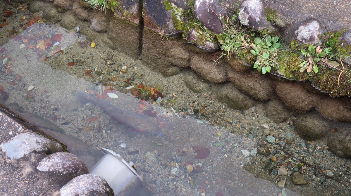 น้องเปนปลายุท่อระบายน้ำจิงชั้นถ่ายเเบบรีบๆฝนจาตกตอนนั้น;-;น้ำที่น้องยุสะอาดกว่าน้ำปะปาบ้านชั้นอีกมั้ง