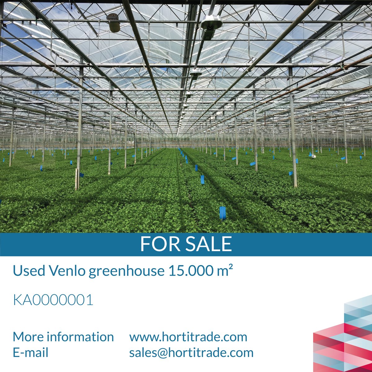 Hortitrade's tweet photo. Today we have the following occasion in the spotlight: 
Used Venlo greenhouse 15.000 m²

https://t.co/tyiD3B9Uh4 https://t.co/7z7lT3h1Bh