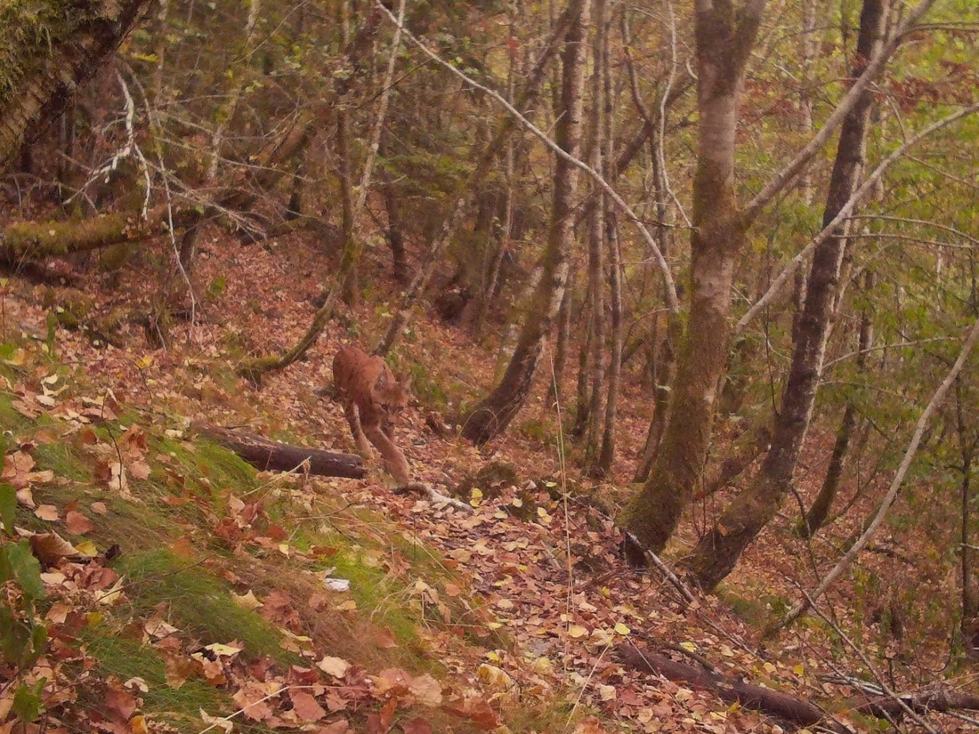 destandaard's tweet photo. De lynx is terug in ons land https://t.co/WnxeOs527a https://t.co/nsnRvey8Uv