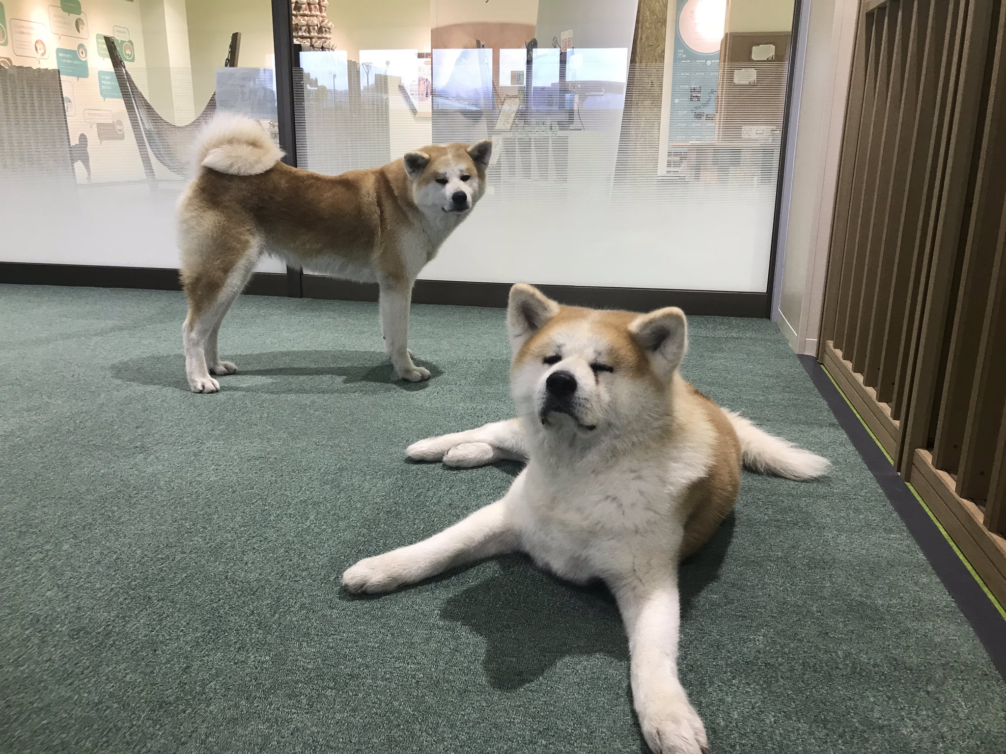Twitter 上的 秋田犬の里 公式 本日9月4日 金 午後の部 13 15 16 45 は 赤毛の女の子 夢羅 ゆら ちゃん 6歳 と 寿々 すず ちゃん 2歳 がお出迎え中 秋田犬の里 きょうの秋田犬 T Co Gy3x0dgobi Twitter