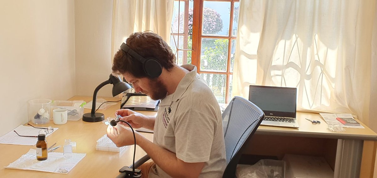 Guy_F_Sutton's tweet photo. Sorting specimens. Sorting specimens. Sorting spe... So many specimens... #loadshedding not helping my efforts (note bluetooth lamp). This is my type of 'desk job' 😎 #wasplab #eurytomidae #entomology https://t.co/Qw4AnF4Xer