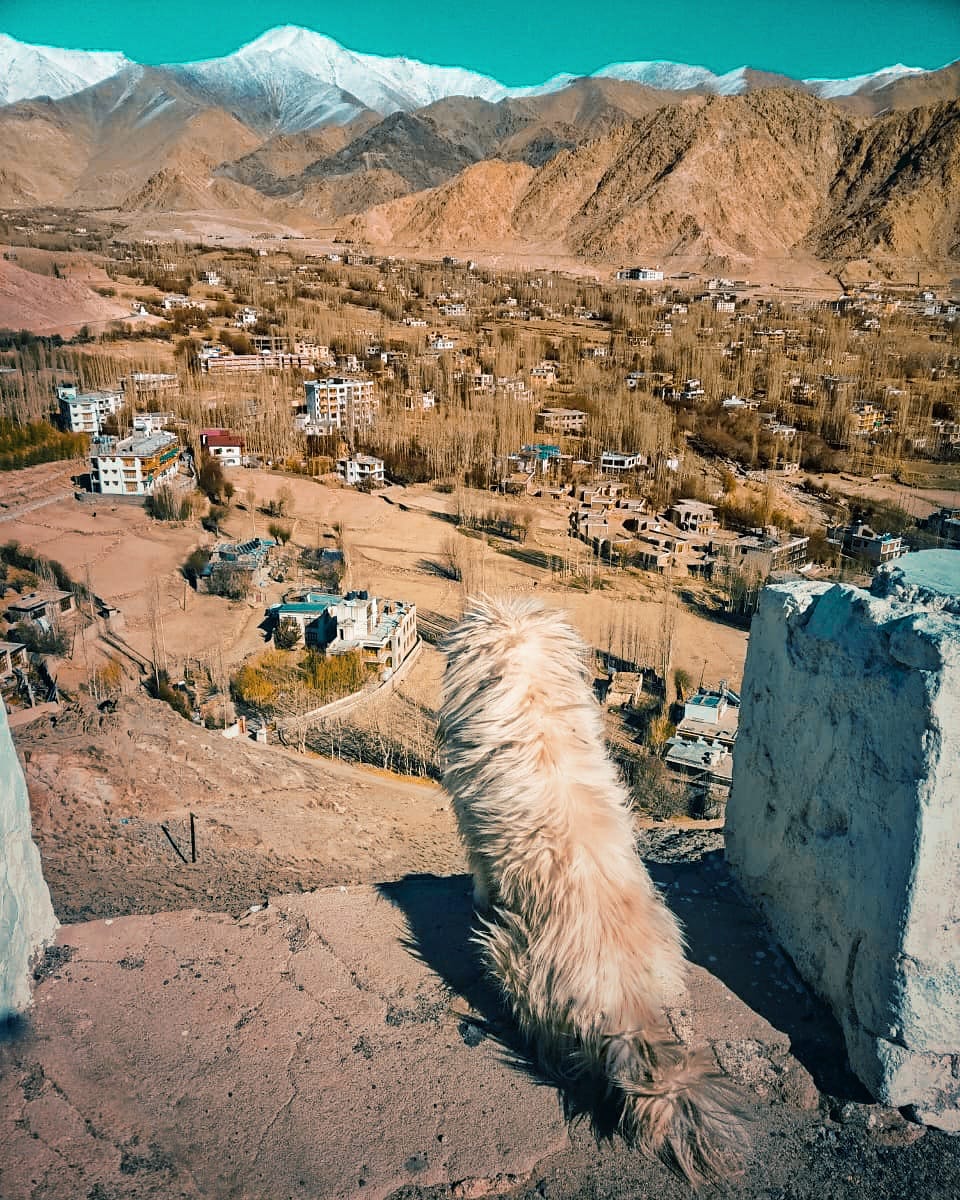 Clickbliss2's tweet photo. THE BEST THERAPIST HAS FUR AND FOUR LEGS !!
#dogs #doglove #doglovers #dogsofinstagram #mobilephotography #photograghy #photographers #hills #travel #travelling #lockdown #COVID19 #missingtravel #capturemoments #capturelife #life #india #indianbeauty #Indian #ladakh #incredible https://t.co/HrzCy9j3Sa