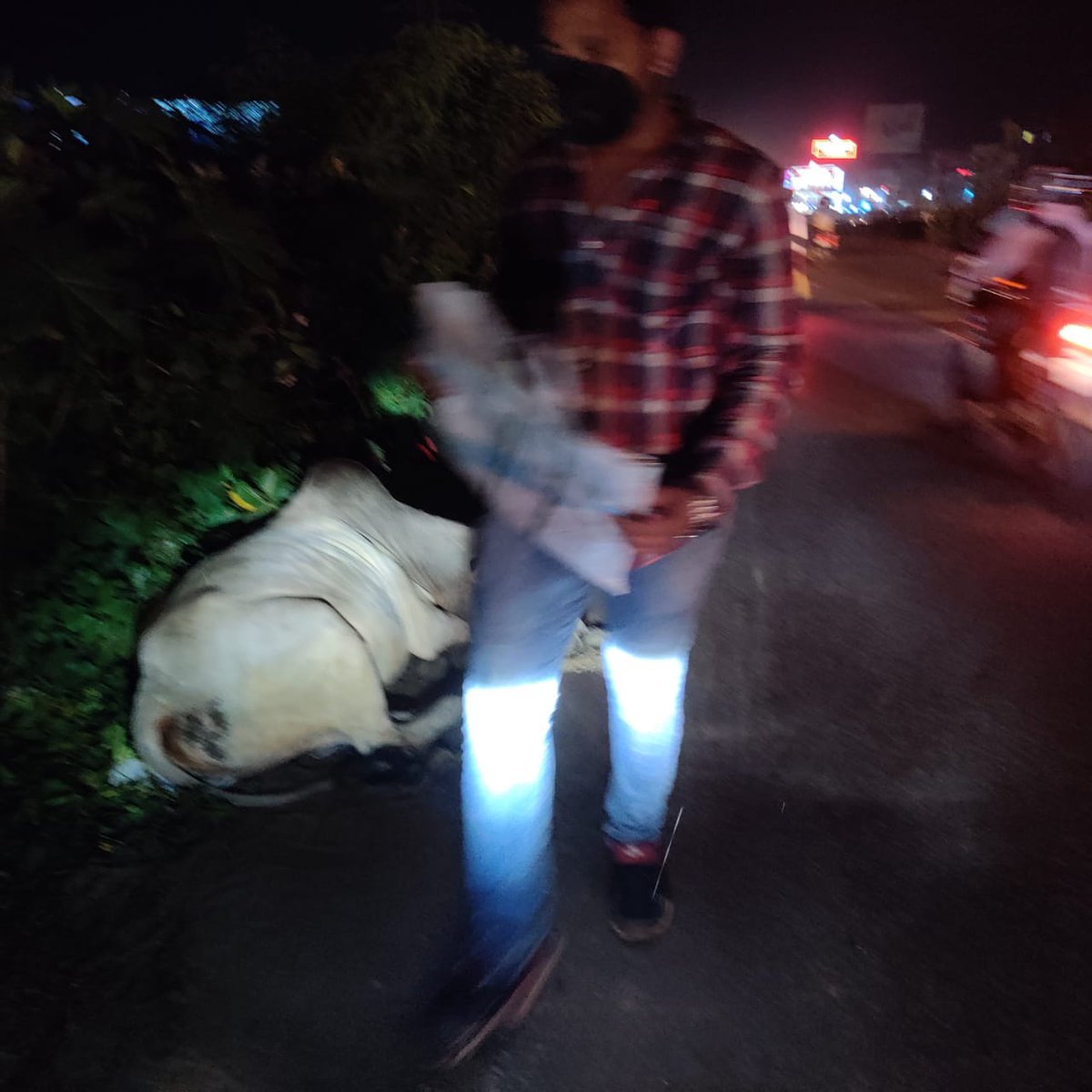teamsevasft's tweet photo. #9th_Week
#Divya_Aadhaar
#Protection_to_Animals
#CONCERN_FOR_STRAY_ANIMALS_BY_SEVA_SOCIAL_FOUNDATION_TRUST
(Cows and Bulls are labelled with glow stickers in Bhubaneswar)BBSR-03.09.2020 
@BehuraGitanjali @teamsamarpita @aftab70782201 @Uditsahuodisha @sadasiba2013 @Sangram_Gala https://t.co/hooG03GbOB