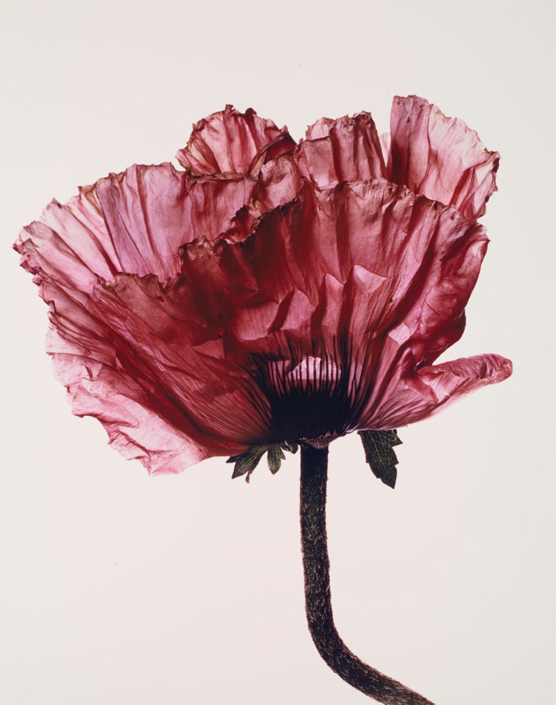 AnneMortier1's tweet photo. 'Morning...

Irving Penn https://t.co/0uru1Q0b4p