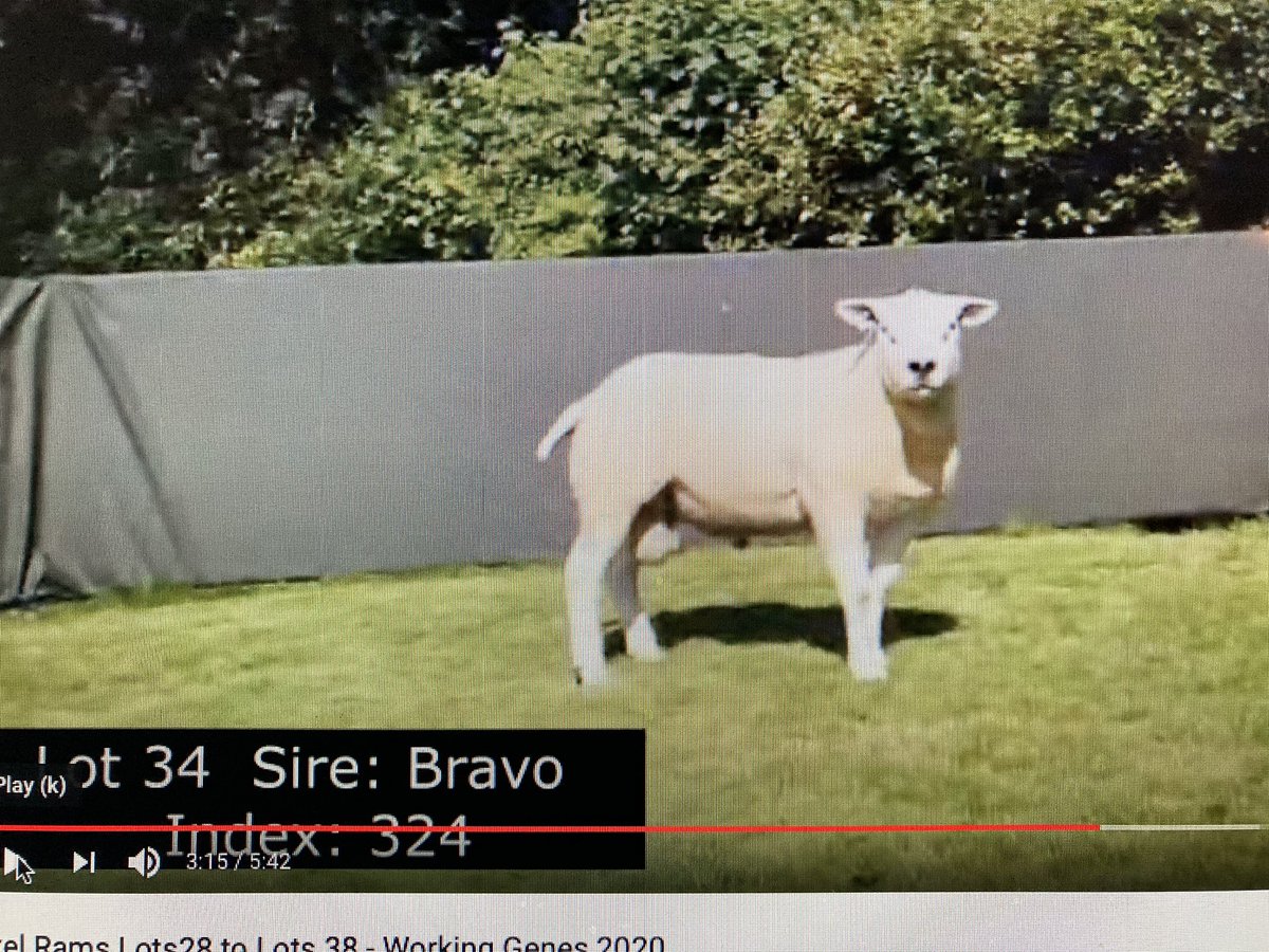 stonehillromney's tweet photo. Well I never thought I’d be tweeting this . We purchased this find specimen yesterday from the Mc Gowan family, he is going to cover some of our NZ Suffolk’s  .Helmsman Auction was a great idea, worked well at this end #grassfed #performancerecorded #hybridvigour #nzsuffolk https://t.co/09R18pSYwP