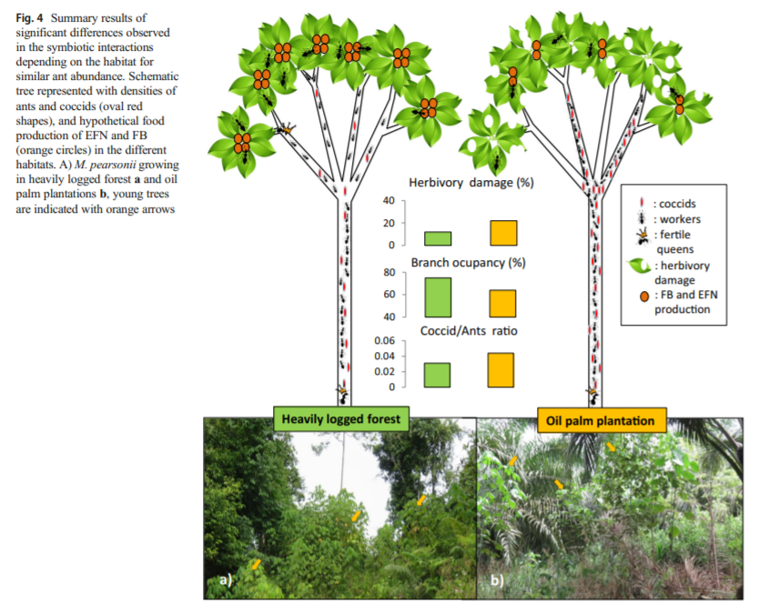 FormicidaeNews's tweet photo. antscience: Benefits of ant occupation for ant-trees are reduced in oil palm compared with heavily logged forest in Sabah, Borneo, found our postdoc Mickal Houadria in his project at S.A.F.E. 
https://t.co/D8GvJ2mGF3 https://t.co/E1bOadtiaq