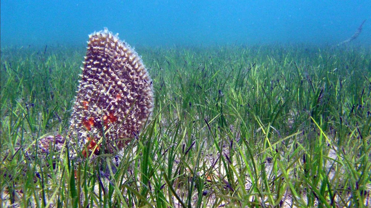 SandraBracun's tweet photo. In my first first-author paper we investigated seasonal growth patterns and the fascinating  biodiversity of epibiota on leaves of the #seagrass Cymodocea nodosa in the Northern #adriaticsea #marinebiology #WomenInSTEM @EcoEvoGraz @maximilian_wa @UniGraz https://t.co/zSQD4o6zUf https://t.co/Vrpxnrd2Ly
