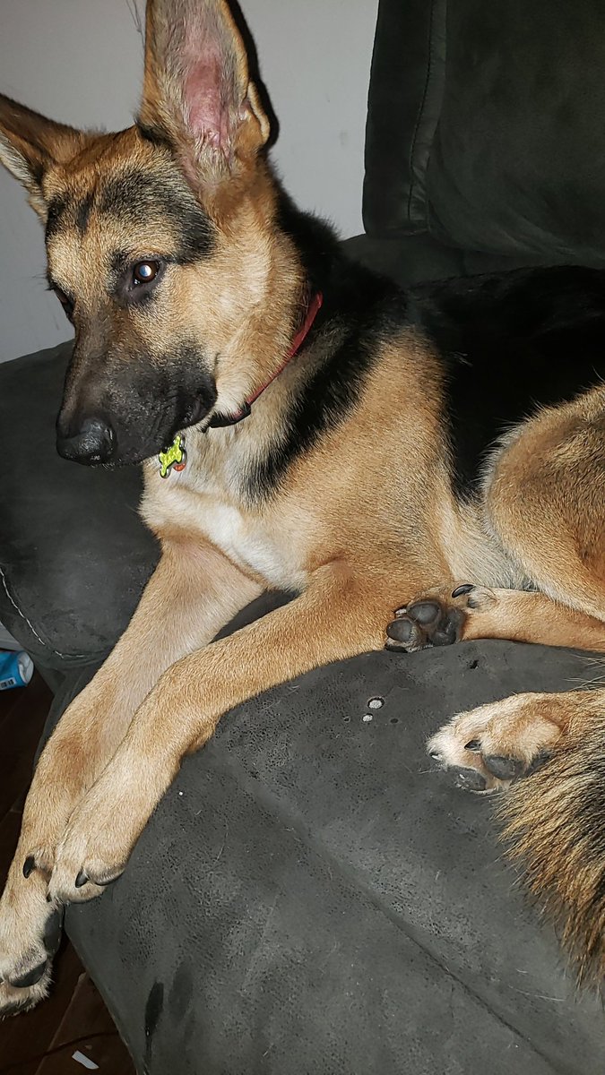 JayUFC96's tweet photo. #CERB means Marley can eat Tomorrow morning come on TD so i can get him even a snack till morning https://t.co/PSE4qU6WvD