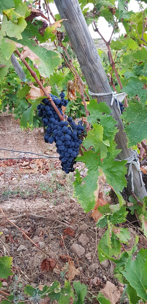 CHAMPDESSOEURS's tweet photo. Bonjour à tous
Voila 5 semaines que les vendanges ont débuté.
 Aujourd'hui on achève de vendanger les carignans.
Le temps est avec nous mais la fatigue est présente, vivement dimanche .
Bises
#vinnaturel
#fitou 
#carignan
#lanarbonnaise https://t.co/ugy0BQLmEJ