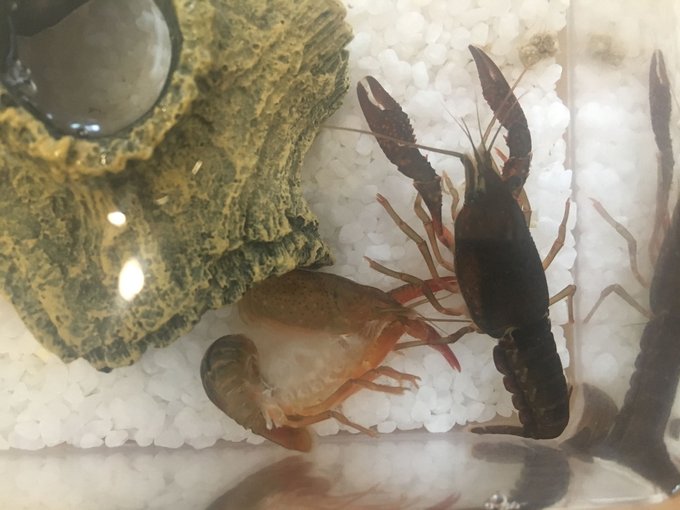 ザリガニの水を換える頻度と正しい手順とは 水がにおわない対策法 Every Day