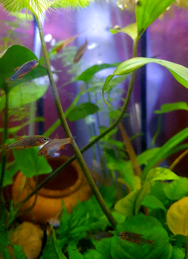 No photos of Ghost today. He's been getting a little solitary spa treatment (2.5 gal with treated water & aquarium salt), since his fins had begun to clump together again. And again, they unclumped back to normal, so he'll be returning to the rasbora jungle tomorrow morning :D