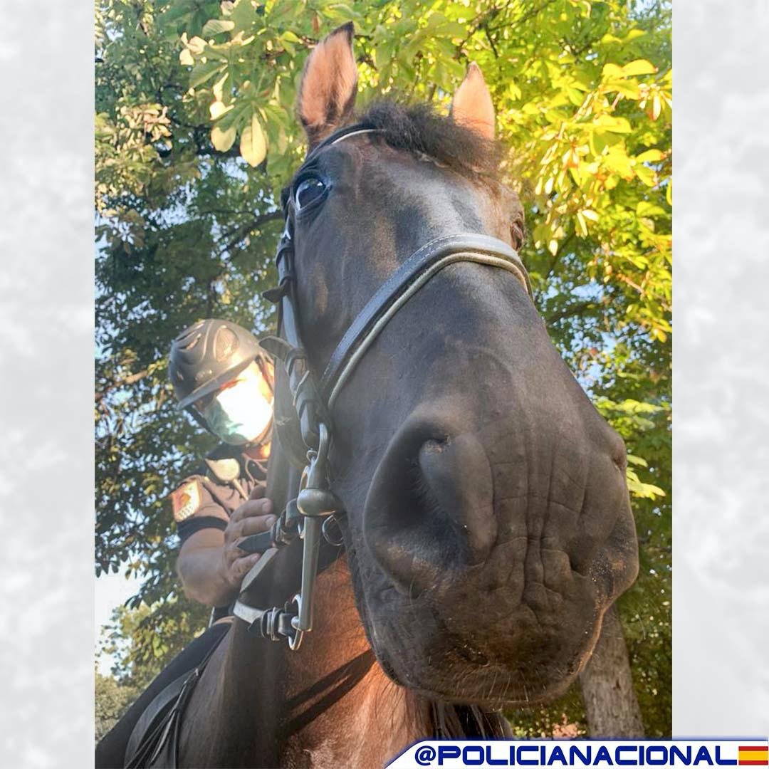 policia's tweet photo. Tiene narices (¡muchas!😅) lo bien preparado que está este binomio de la Unidad de Caballería para colaborar en garantizar la #seguridad de todos  👮👮‍♀❤️🐴

#SomosTuPolicía
#EstamosPorTi https://t.co/KBDR7sq7yZ