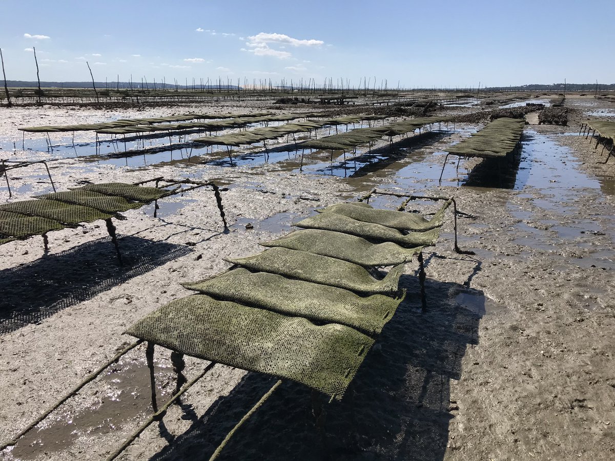 Tournage 100% iodé chez nos ostréiculteurs ! #huitresarcachoncapferret #bassindarcachon #tournagevideo #oysters #huitre @EspritBassin