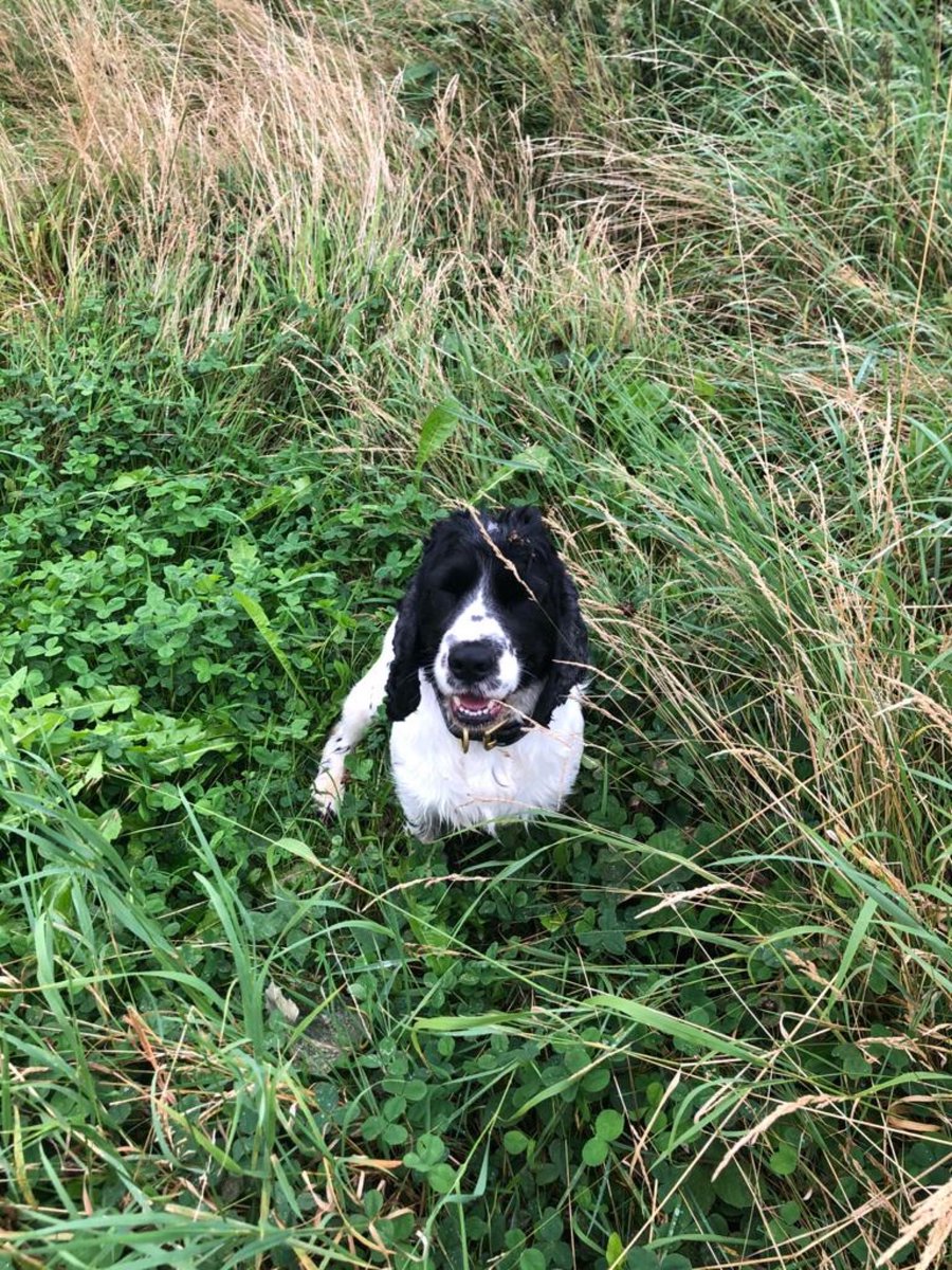 StaffsDogs's tweet photo. This vehicle failed to stop for #StaffsARV and in the process was involved in a collision with two parked vehicles. Driver and passenger both arrested for drug supply after running and throwing a large bag of cannabis over a fence. Located by #PDBarry. Both under investigation. https://t.co/yAL7OCniZP