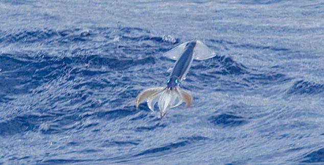  @MorriganResists Japanese flying squid