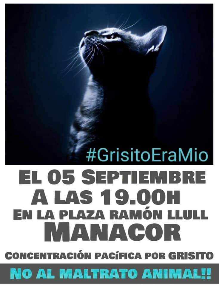 El_Gato_Paco's tweet photo. ‼️ Amigos, mañana es la concentración por el asesinato del gato GRISITO en #Manacor 😿

📢📢 De forma presencial o virtual, todos tenemos que participar 

📢📢 A partir de las 19h, llenemos las redes de mensajes!
#grisitosomostodos 
#grisitoeramio https://t.co/N11SSvG5o5