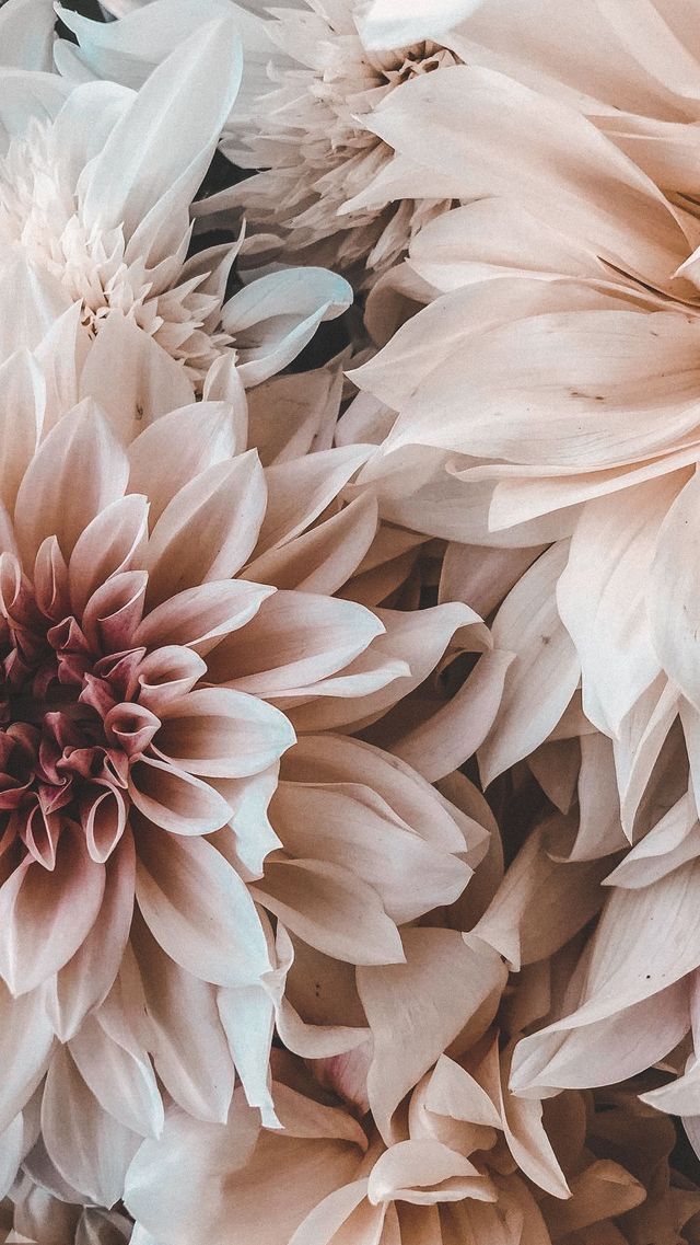 rubybox_beauty's tweet photo. Because who doesnโt love to stare at flowers all day long โ hello spring!
#hellospringtime #flowers #obsessed #newbeginnings #rubybox https://t.co/GM74t8ynnS