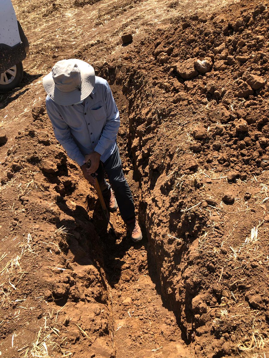AgrisatSl's tweet photo. Continuamos con los trabajos en campo, esta vez han sido unas calicatas para describir los perfiles del suelo. Y cómo no, nuestros puntos de muestreo se seleccionaron a partir de un #MapaZonasManejo
#agriculturadeprecision #fertimaps #AgriSatwebGIS #teledeteccion #agronomia https://t.co/f9gvVRm6p9