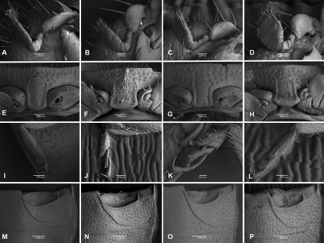 EDB_Lab's tweet photo. [New Study] "A new #species of #Nephus (Nephus) (#Coleoptera, #Coccinellidae) described from #Reunion #island" by Alexandra Magro, Emilie Lecompte, @JLHemptinne and collaborators in @ZooKeys_Journal https://t.co/PmkaREXPHI https://t.co/yd1m8HYGRl