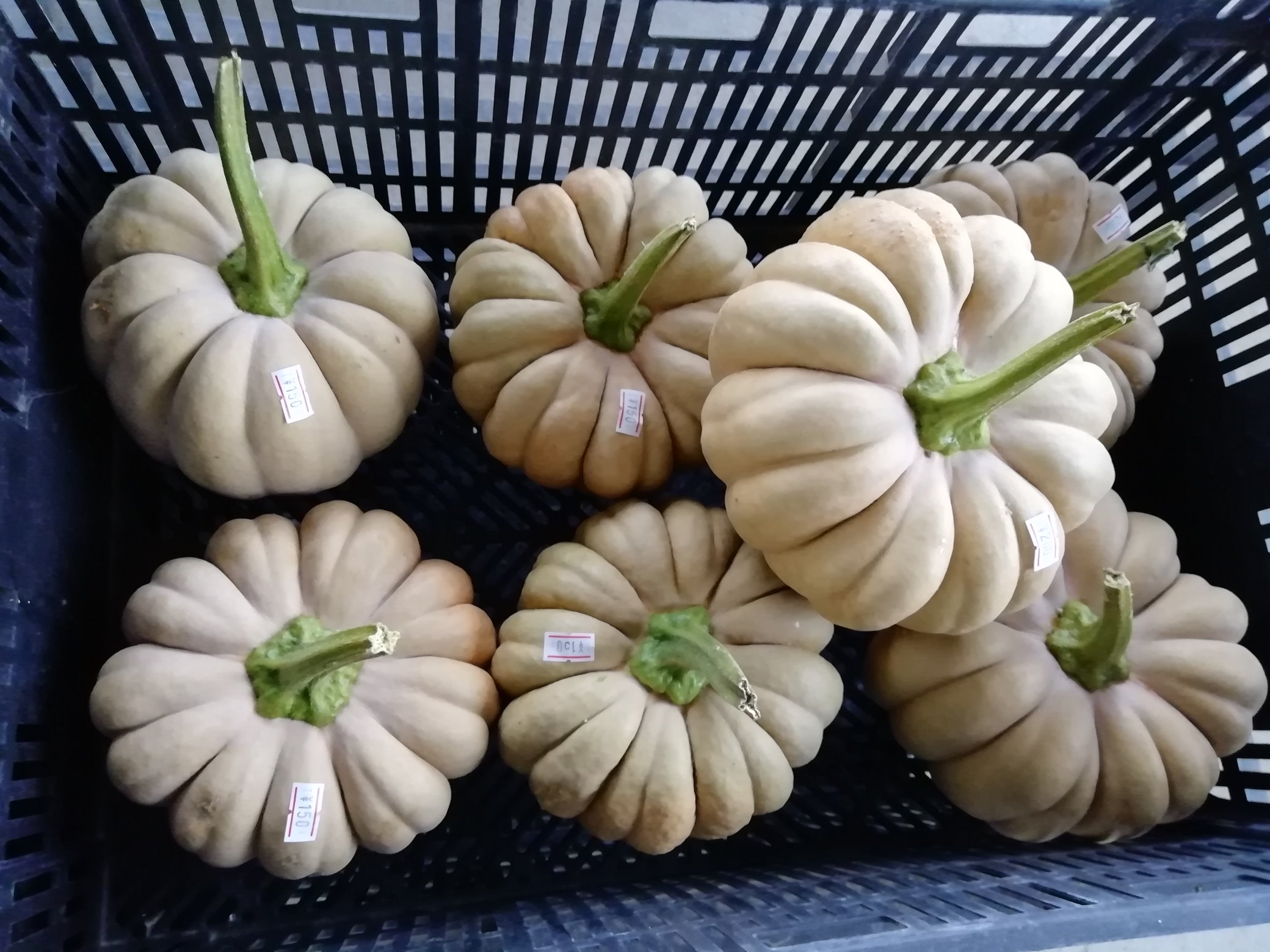 花のまつうら 白皮砂糖かぼちゃ販売開始です これで全種類お店にでました かぼちゃ 花のまつうら T Co Sfhkbbtwmg Twitter