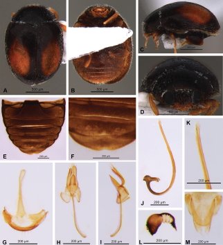 EDB_Lab's tweet photo. [New Study] "A new #species of #Nephus (Nephus) (#Coleoptera, #Coccinellidae) described from #Reunion #island" by Alexandra Magro, Emilie Lecompte, @JLHemptinne and collaborators in @ZooKeys_Journal https://t.co/PmkaREXPHI https://t.co/yd1m8HYGRl