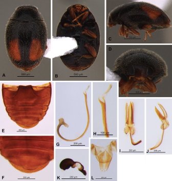 EDB_Lab's tweet photo. [New Study] "A new #species of #Nephus (Nephus) (#Coleoptera, #Coccinellidae) described from #Reunion #island" by Alexandra Magro, Emilie Lecompte, @JLHemptinne and collaborators in @ZooKeys_Journal https://t.co/PmkaREXPHI https://t.co/yd1m8HYGRl