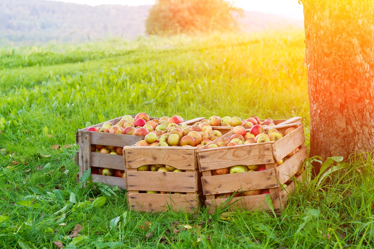 NorthamptonFest's tweet photo. It's official. We have it on good authority that ours is the very first #cider #festival of #2020. And it's happening on your doorstep #Northampton. So get your sexy arses down there! Doors open at 5pm this evening. Gotta love them apples! Tickets here: https://t.co/BEXSdU25DN https://t.co/jw4633Il82