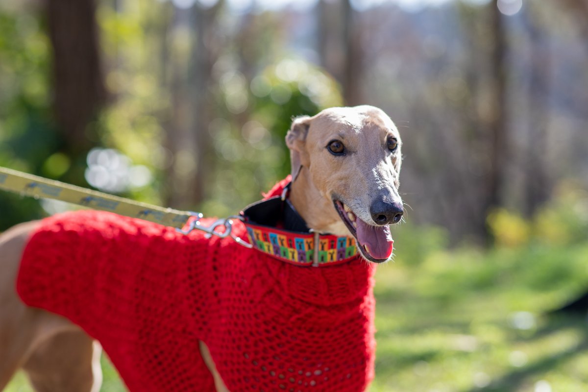 Greyhounds. Perfect ridiculous creatures. Love to cuddle. 10/10. This is Mako, who lives the best life after being adopted by a wonderful couple late last year. She's no longer scared of everything, she is very curious and friendly and loves cuddles. Also a fashion icon.