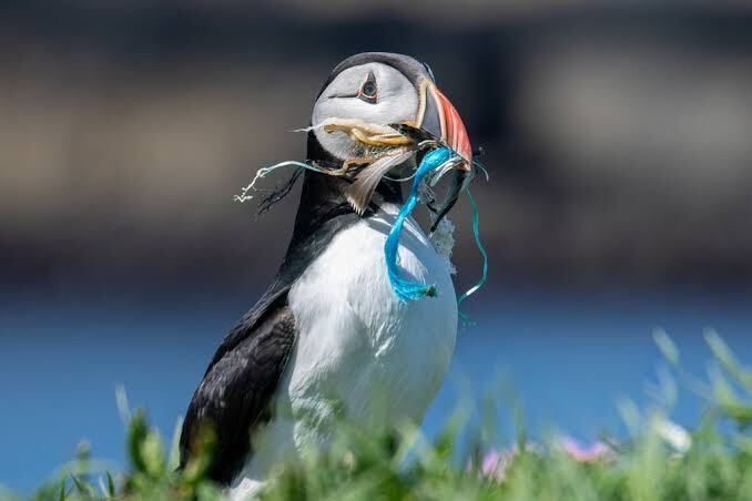 Plastic is killing more than 1.1 million seabirds and animals every year. We must get a grip on plastic pollution! #LessPlasticPlease

globalcitizen.org/en/content/pla…