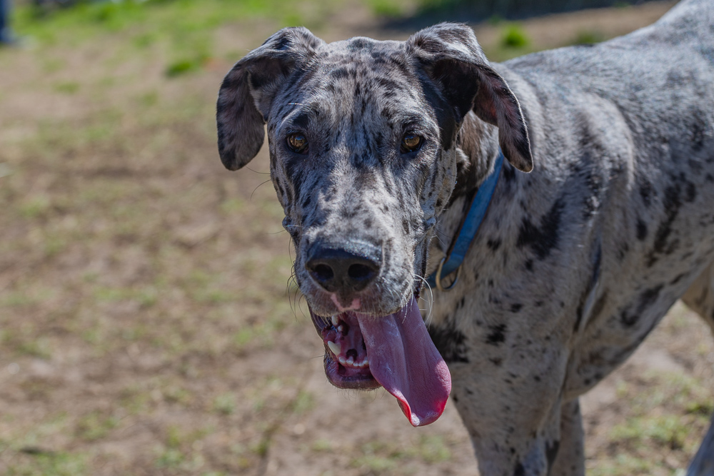 Great Danes. The biggest boys who think they belong on your lap and trip over their own feet? Yes please. This is Scooby, he and his siblings were surrendered when his mum died But he's living it up now