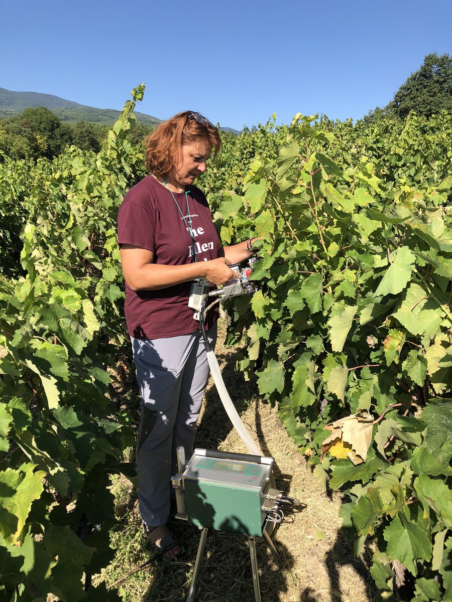vitislab's tweet photo. Yet another visit for the Laboratory of Viticulture in the vineyards of Naousa and cv Xinomavro! The experimentation continues! https://t.co/trWz7jakjN