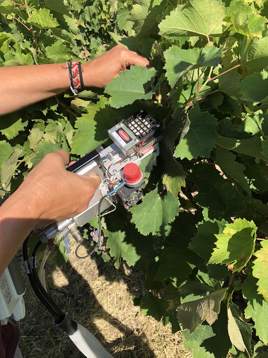 vitislab's tweet photo. Yet another visit for the Laboratory of Viticulture in the vineyards of Naousa and cv Xinomavro! The experimentation continues! https://t.co/trWz7jakjN