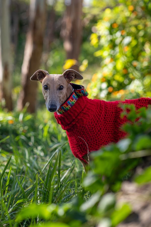 Greyhounds. Perfect ridiculous creatures. Love to cuddle. 10/10. This is Mako, who lives the best life after being adopted by a wonderful couple late last year. She's no longer scared of everything, she is very curious and friendly and loves cuddles. Also a fashion icon.