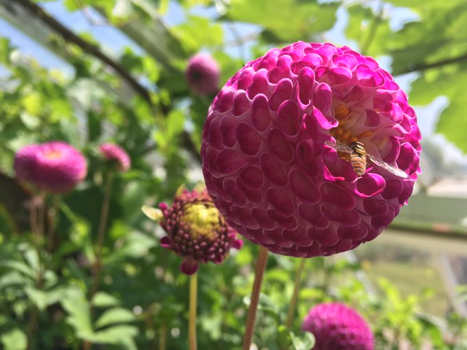 nationaltrust's tweet photo. Think you know your dahlias? Let's put your knowledge to the test, match the picture to the name:
Honka pink
Moor place
Edinburgh
Bishop of Llandaff https://t.co/WzvudA7T8E