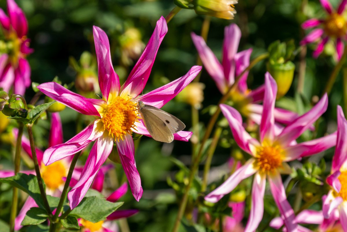 nationaltrust's tweet photo. Think you know your dahlias? Let's put your knowledge to the test, match the picture to the name:
Honka pink
Moor place
Edinburgh
Bishop of Llandaff https://t.co/WzvudA7T8E